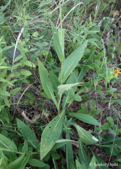 Cirsium pannonicum (L. f.) Link 2.Image
