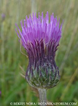 Cirsium pannonicum (L. f.) Link 3.Image