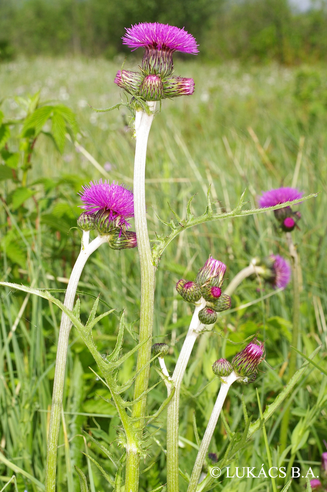 Cirsium rivulare (Jacq.) All.