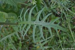 Cirsium rivulare (Jacq.) All. 3.Image