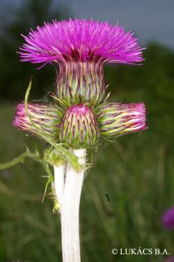 Cirsium rivulare (Jacq.) All. 2.Image