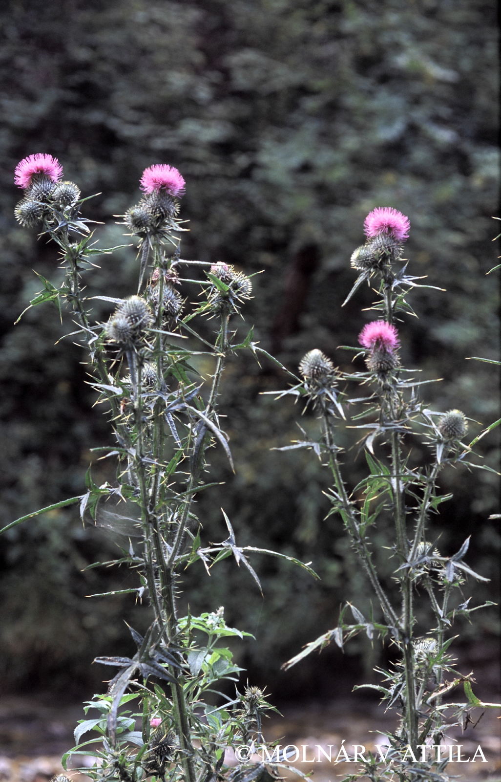 Cirsium vulgare (Savi) Ten.