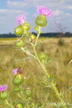 Cirsium vulgare (Savi) Ten. 3.Image