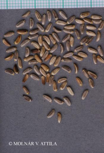 Cirsium vulgare (Savi) Ten. 4.Image