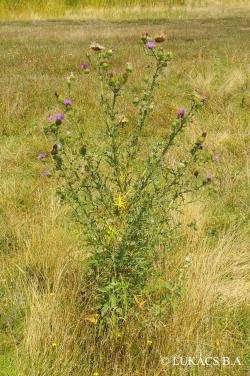 Cirsium vulgare (Savi) Ten. 2.Image