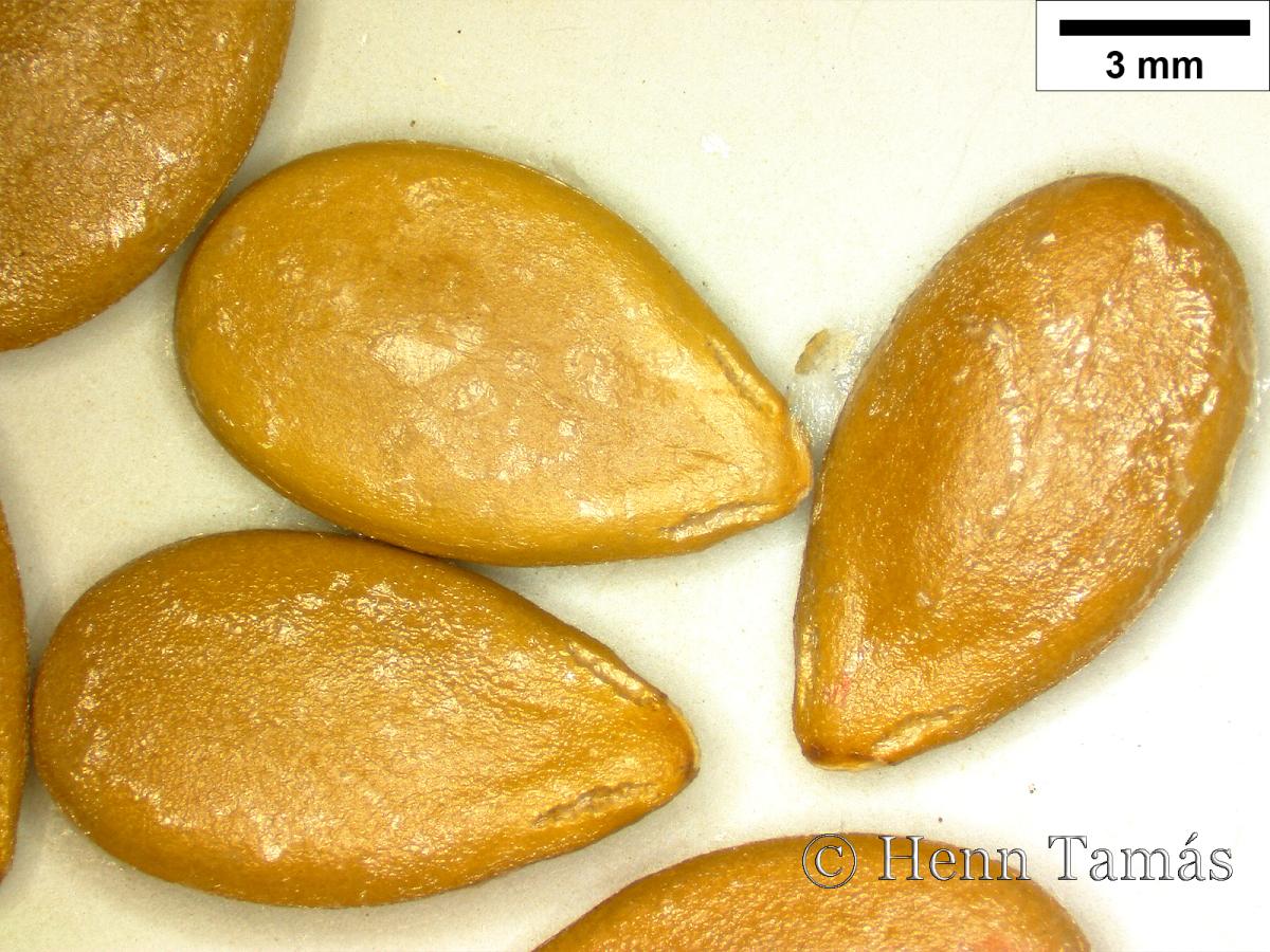 Citrullus lanatus (Thunb.) Mansf.