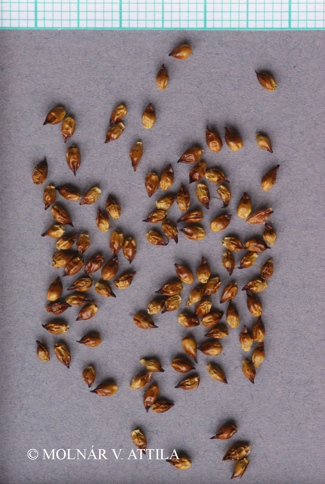Cladium mariscus (L.) Pohl