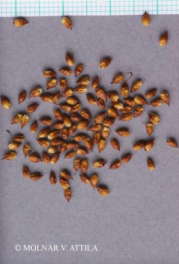 Cladium mariscus (L.) Pohl 2.Image