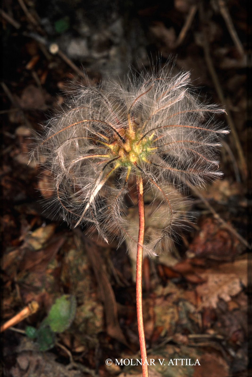 Clematis alpina (L.) Mill.