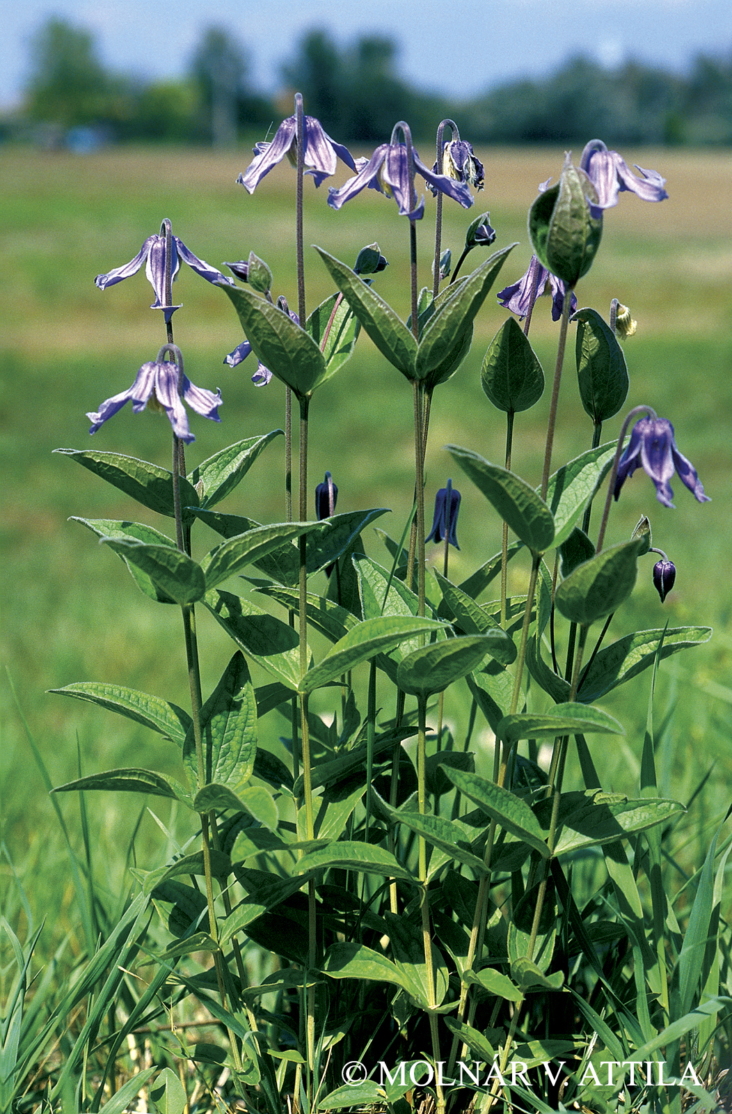 Clematis integrifolia L.