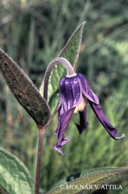 Clematis integrifolia L. 2.Image