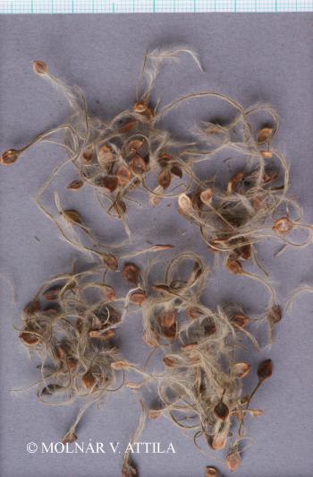 Clematis integrifolia L. 4.Image