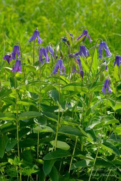 Clematis integrifolia L. 3.Image