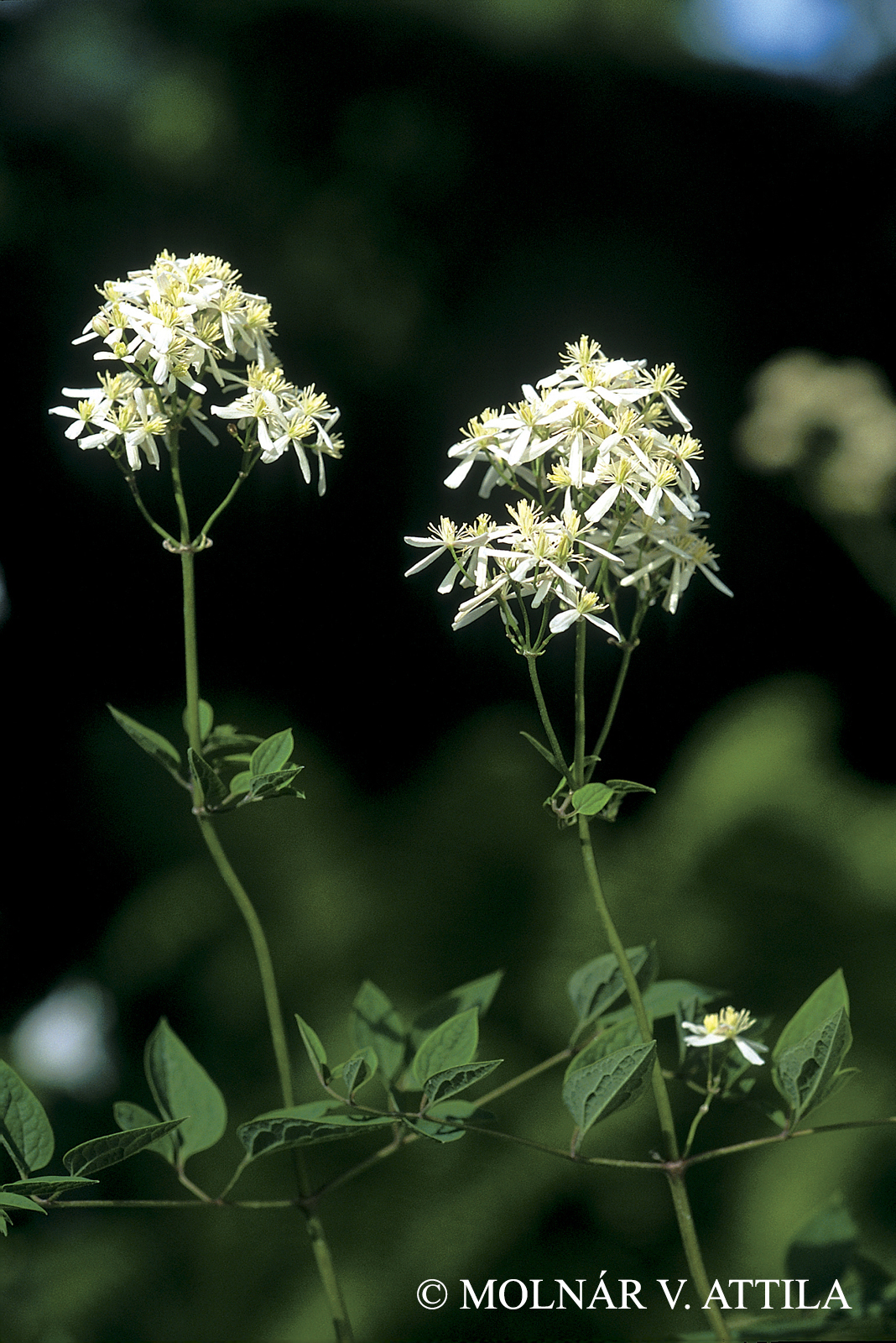 Clematis recta L.