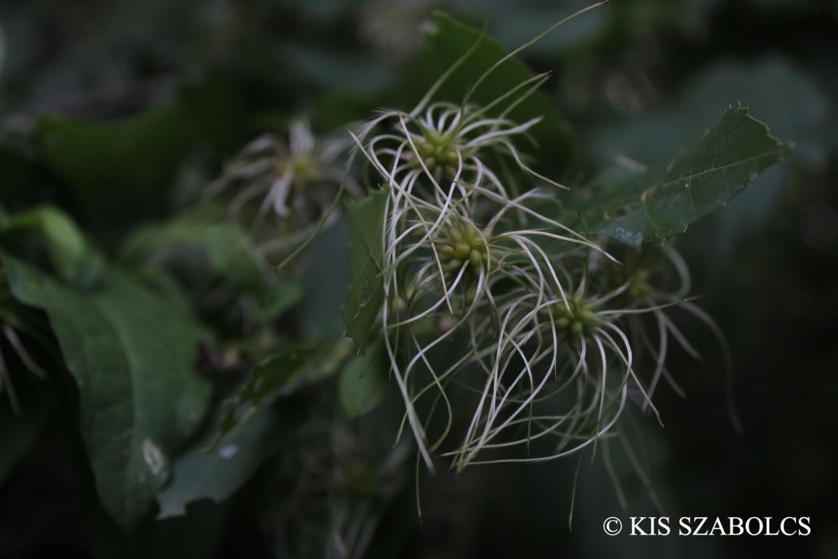 Clematis vitalba L.