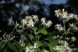 Clematis vitalba L. 2.Image