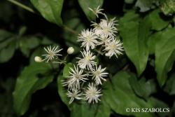 Clematis vitalba L. 3.Image