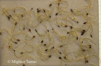 Clematis vitalba L. 4.Image