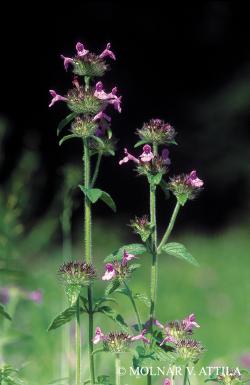 Clinopodium vulgare L. 3.Image