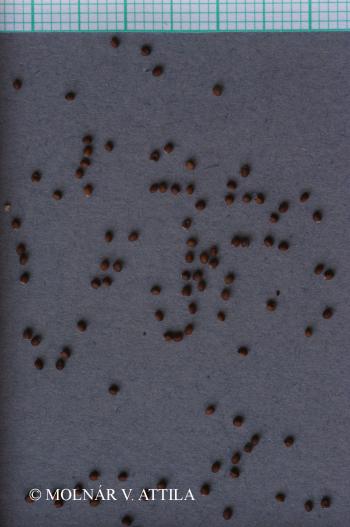 Clinopodium vulgare L. 5.Image