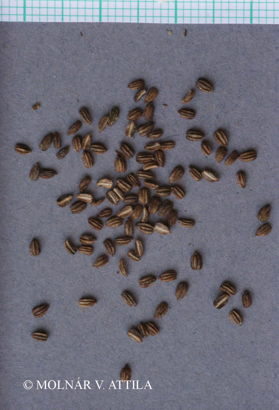 Cnidium dubium (Schkuhr) Thell.