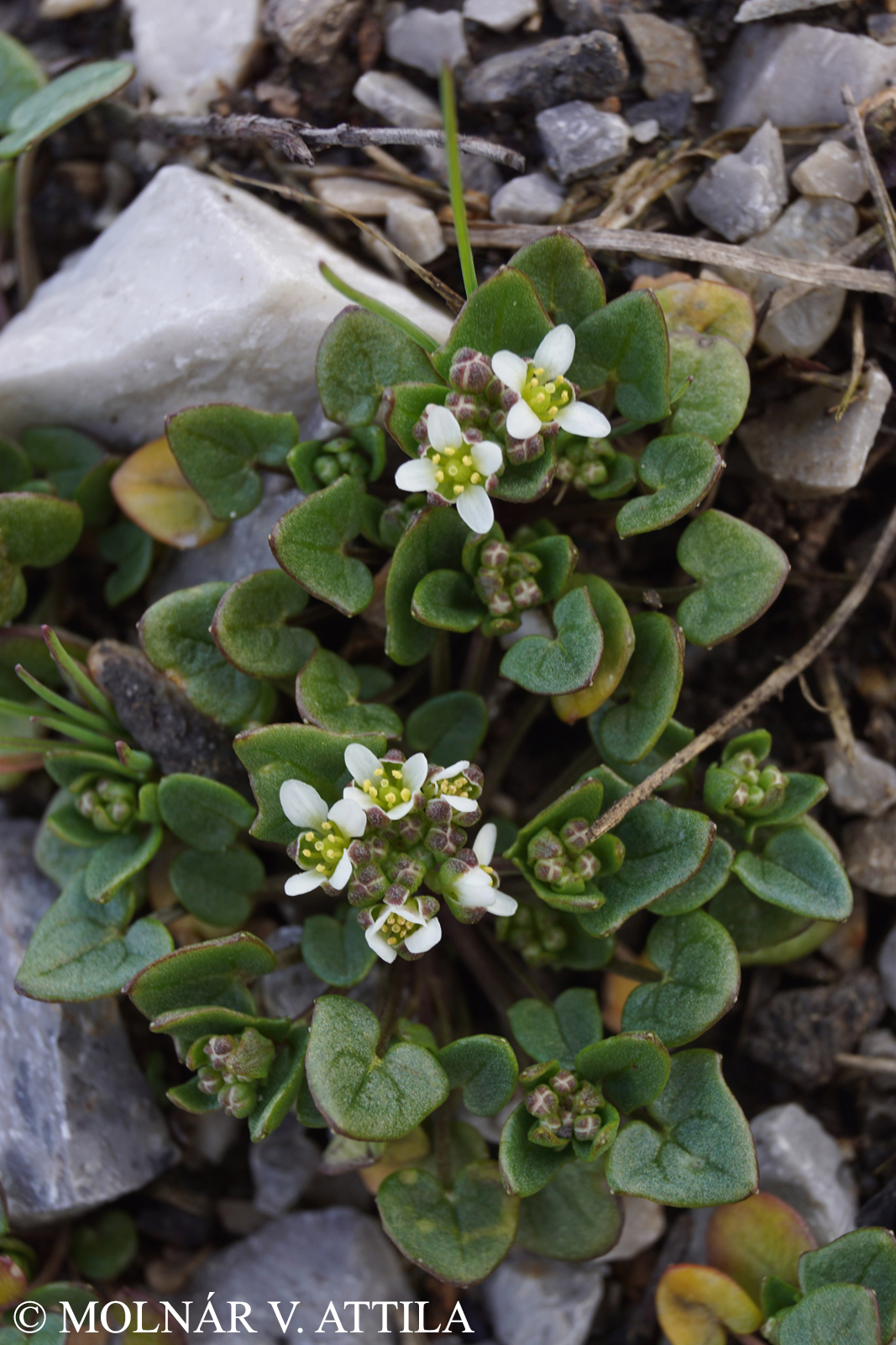 Cochlearia danica L.
