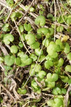 Cochlearia danica L. 2.Image