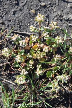 Cochlearia danica L. 3.Image