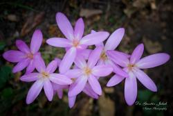 Colchicum autumnale L. 2.Image