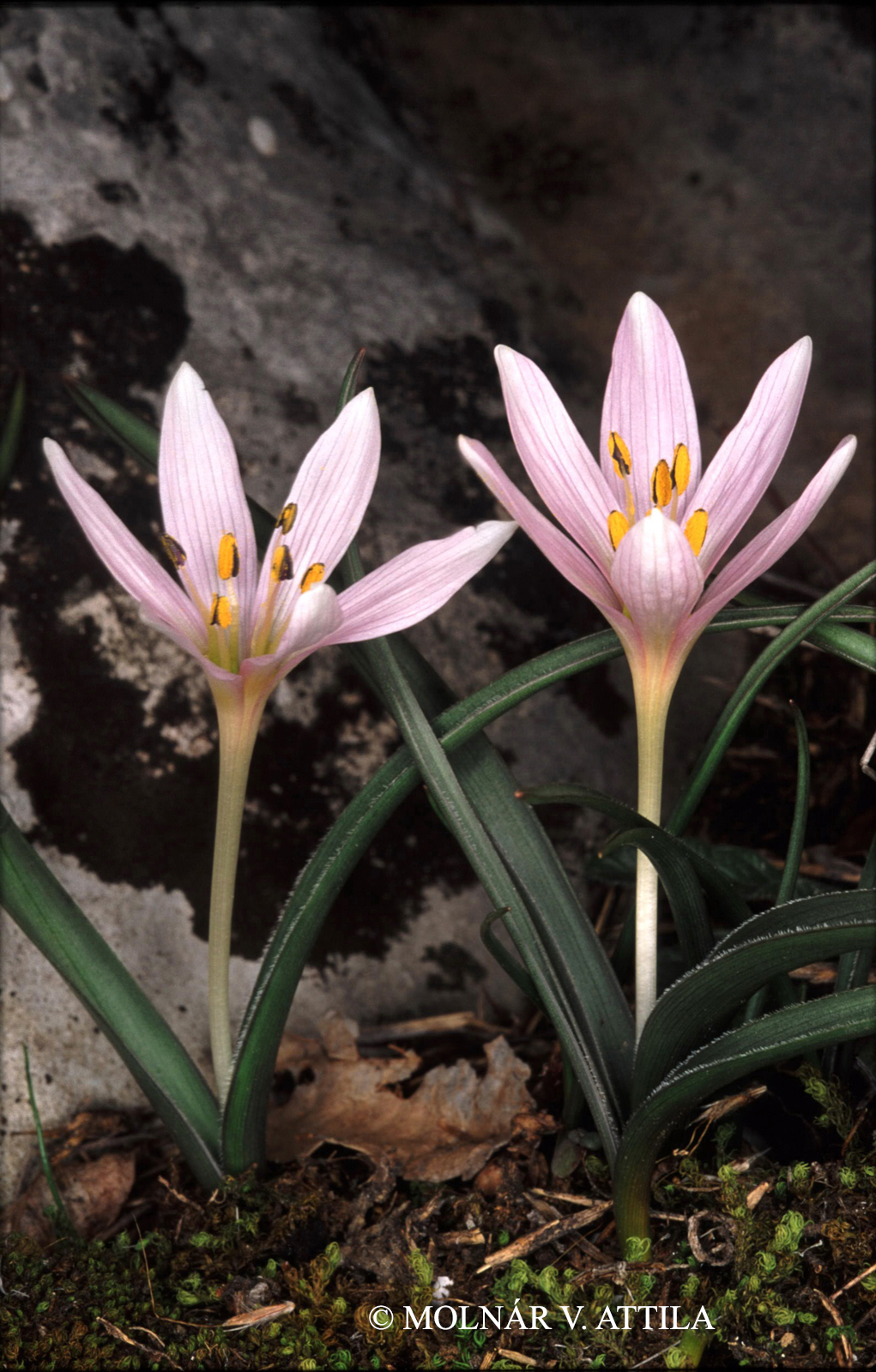 Colchicum hungaricum Janka