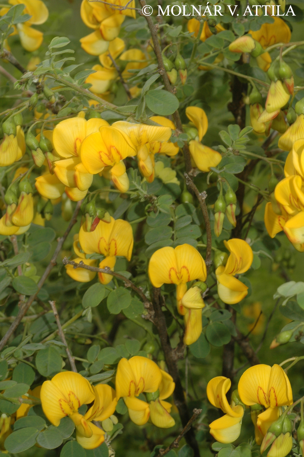 Colutea arborescens L.