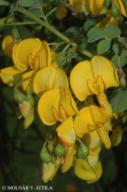 Colutea arborescens L. 2.Image