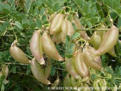 Colutea arborescens L. 3.Image