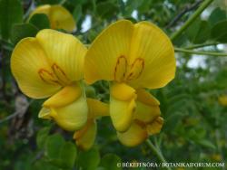 Colutea arborescens L. 4.Image