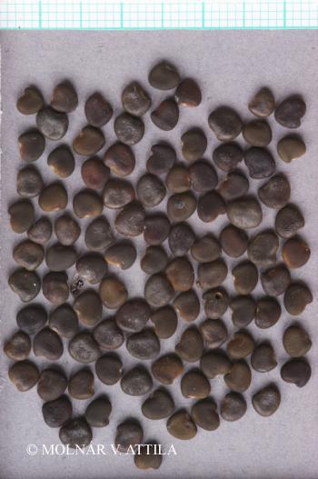 Colutea arborescens L. 5.Image