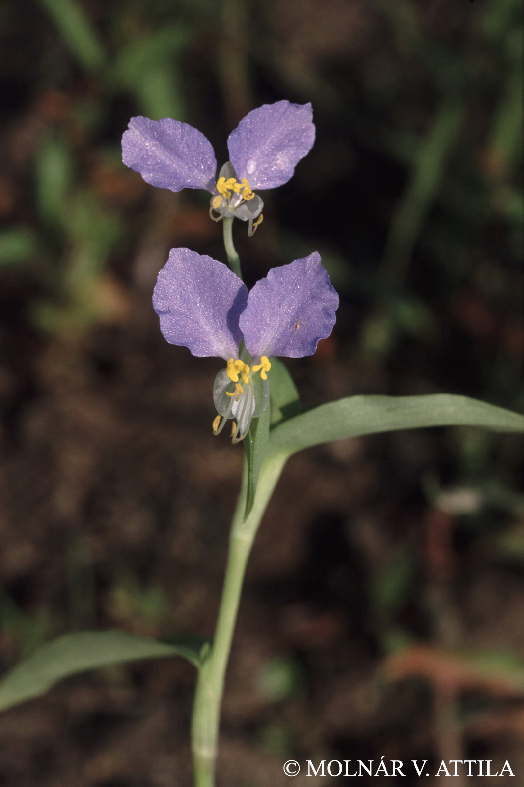 Commelina communis L.