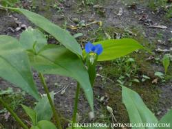 Commelina communis L. 2.Image