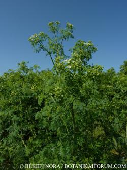 Conium maculatum L. 2.Kép