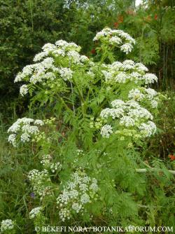 Conium maculatum L. 1.Kép