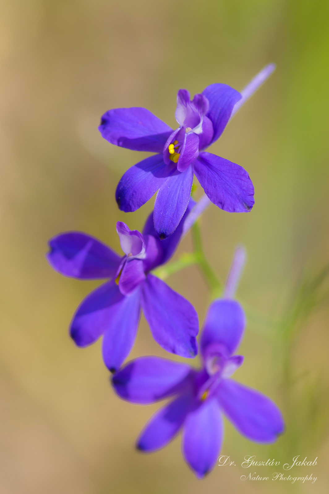 Consolida regalis S. F. Gray