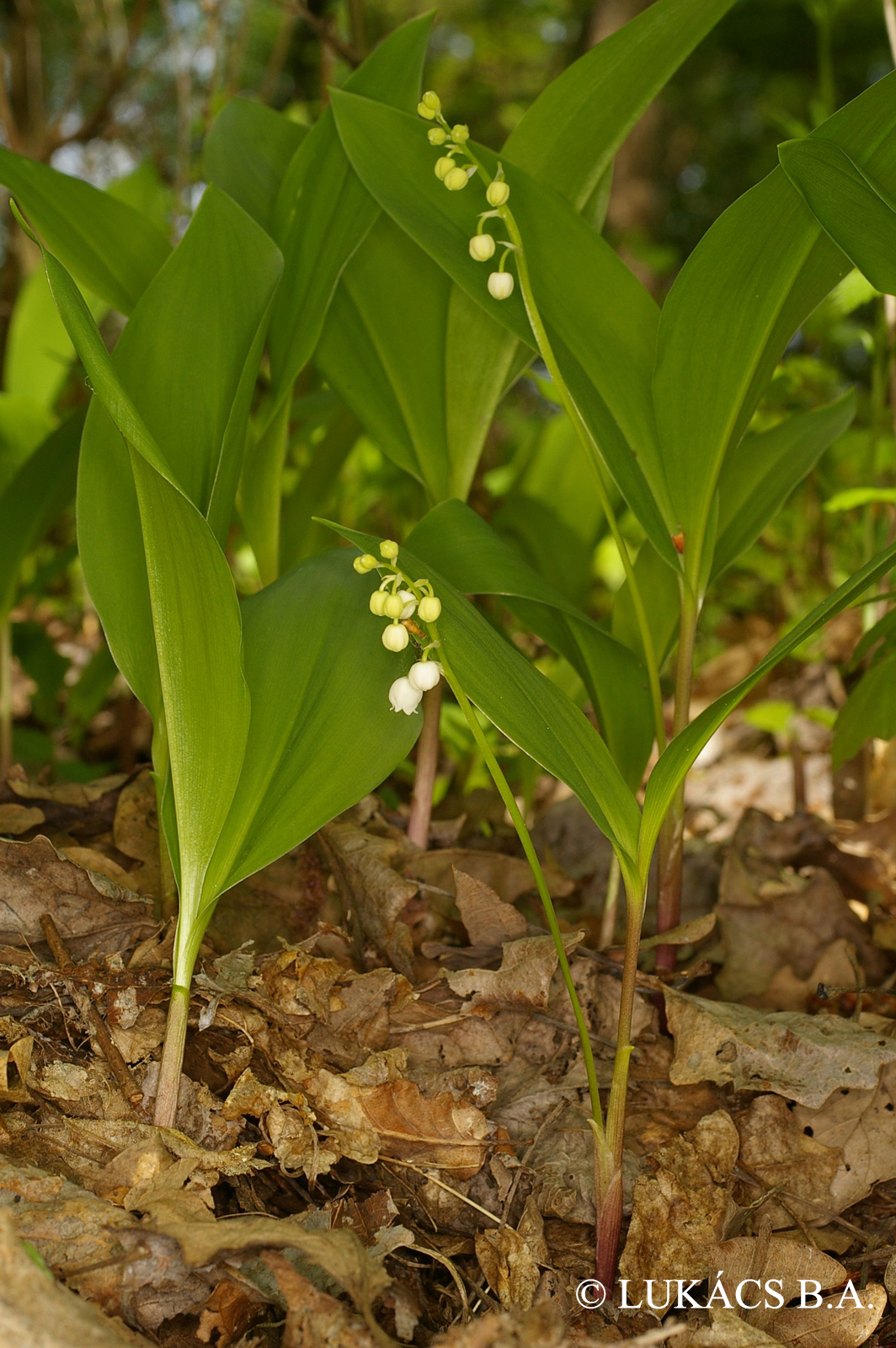 Convallaria majalis L.