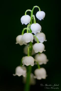 Convallaria majalis L. 2.Image