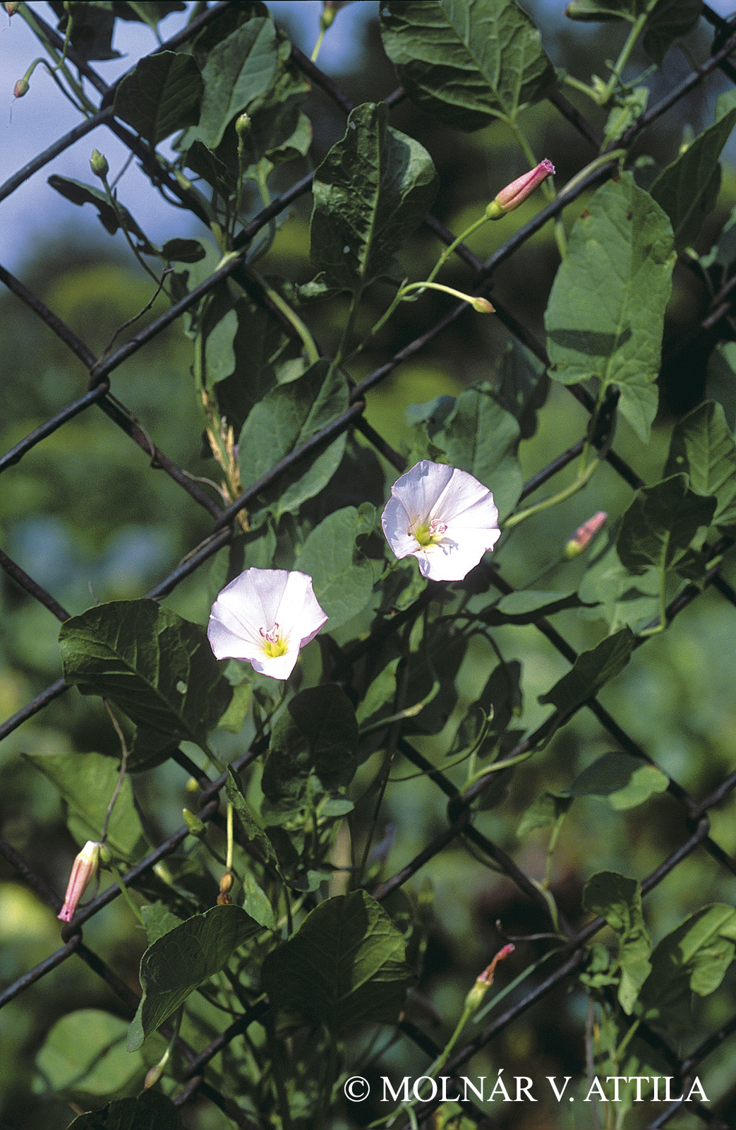 Convolvulus arvensis L.