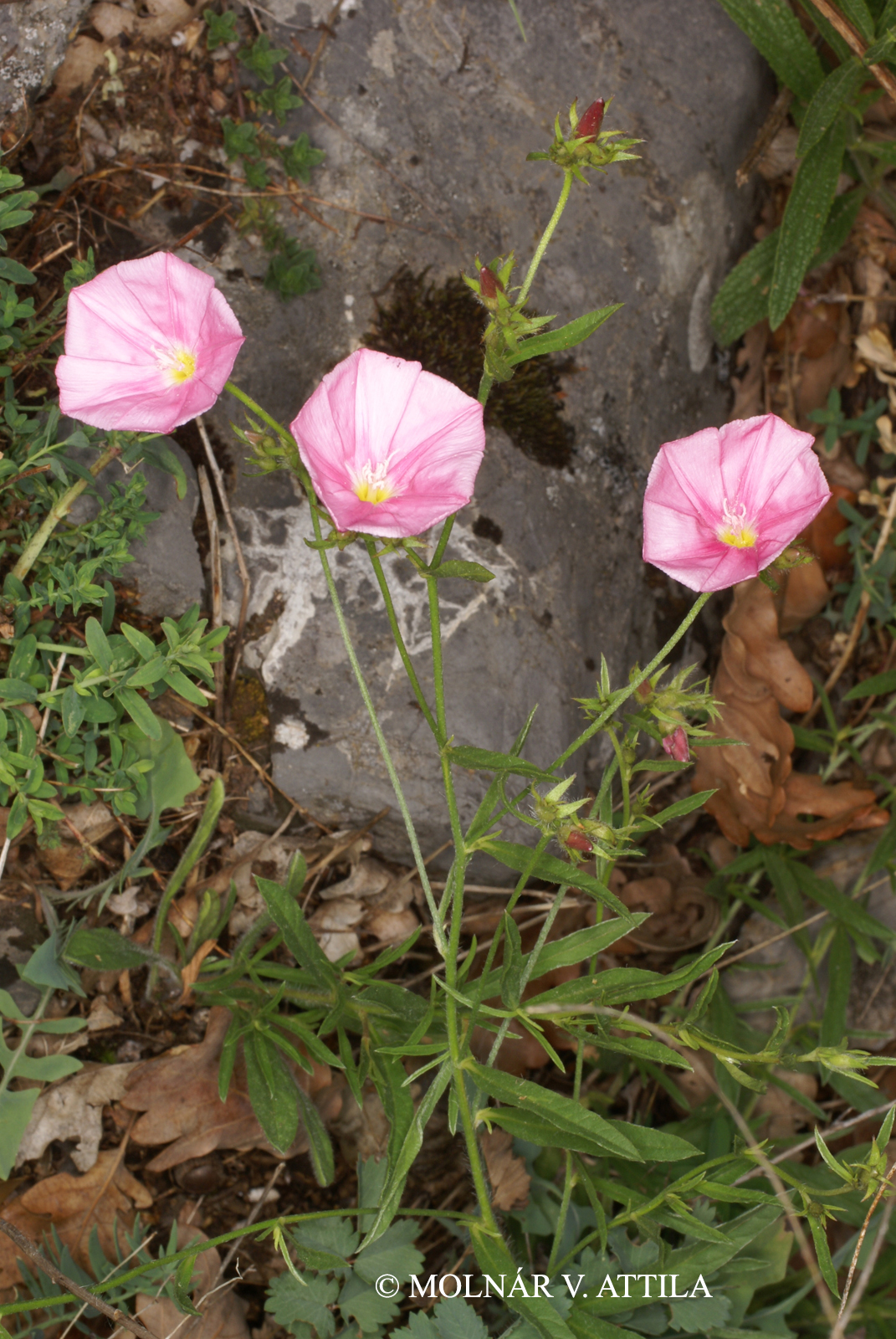 Convolvulus cantabrica L.