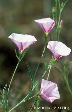 Convolvulus cantabrica L. 2.Image