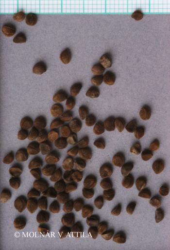 Convolvulus cantabrica L. 3.Image