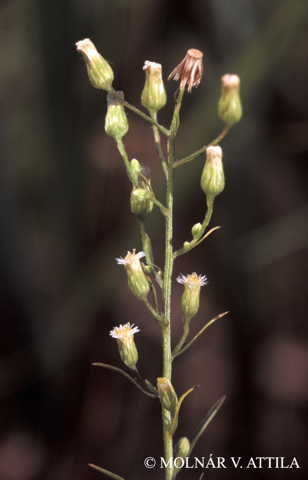 Conyza canadensis (L.) Cronquist