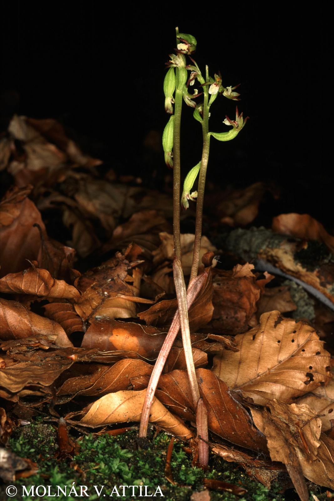 Corallorhiza trifida Châtel.