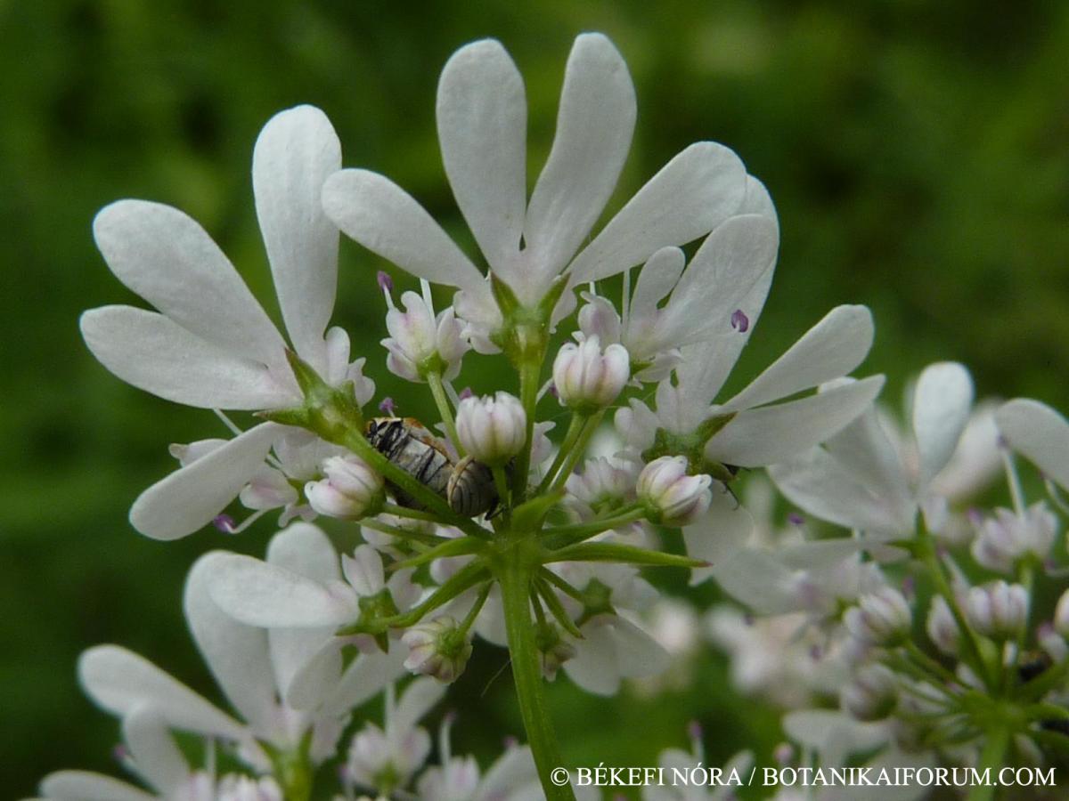 Coriandrum sativum L.
