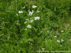 Coriandrum sativum L. 2.Kép